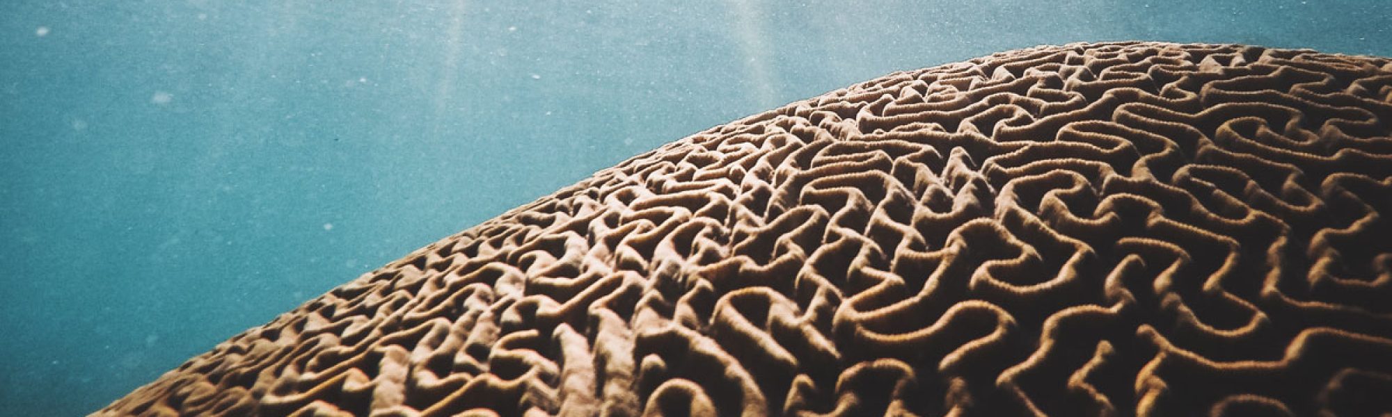 brain coral in clear water